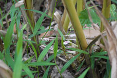 Elettaria cardamomum